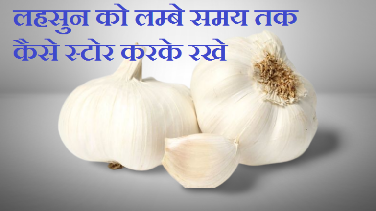 How to Store Fresh Garlic : लेहसुन को सालों तक कैसे स्टोर करे